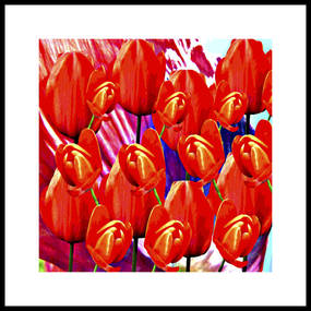 Tulips - 2005