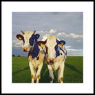 Dutch Cows -2008